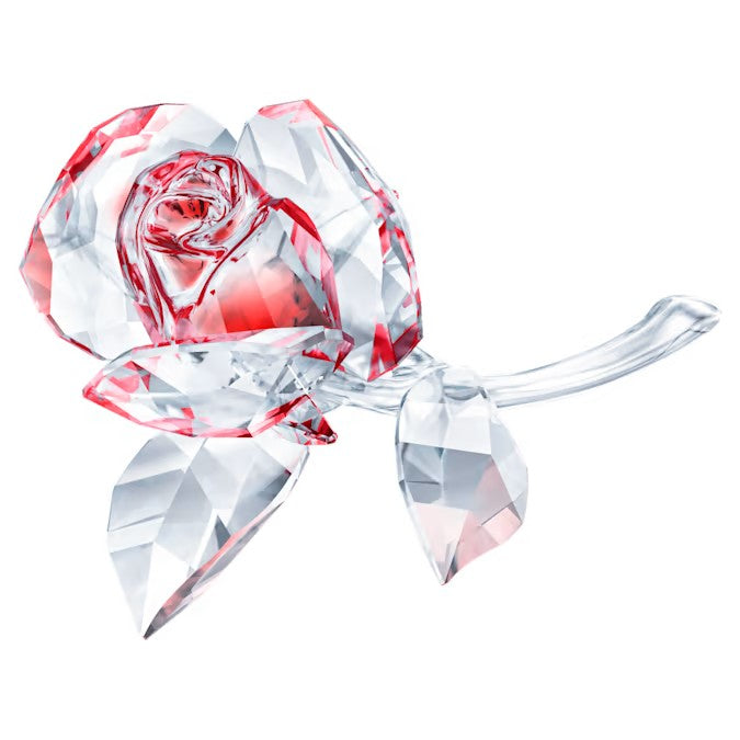 Bocciolo di Rosa