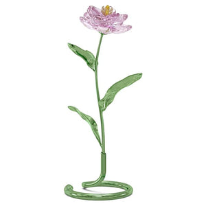 Florere Peonia