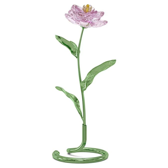 Florere Peonia