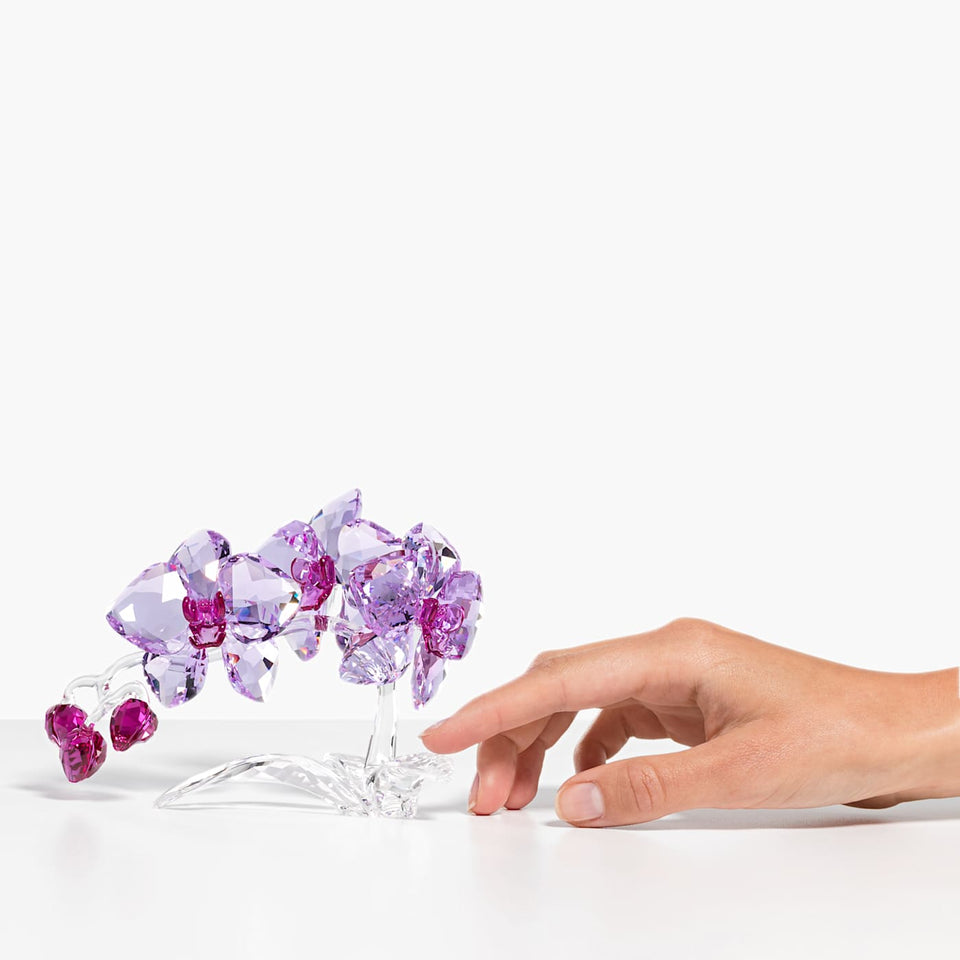 Orchidea